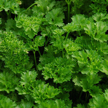 Load image into Gallery viewer, Herb Trio- Curled Parsley
