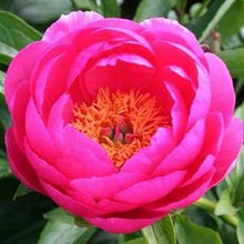 Load image into Gallery viewer, Peony 'Cytherea''
