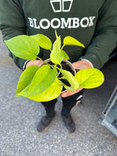 Load image into Gallery viewer, Neon Pothos
