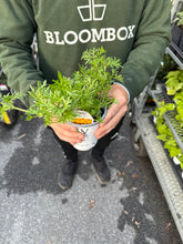 Load image into Gallery viewer, Bidens
