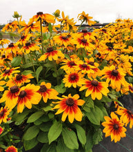 Load image into Gallery viewer, Annual Rudbeckia &#39;Sunspot Yellow Bicolor&#39;
