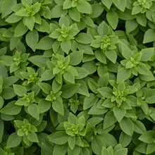 Load image into Gallery viewer, Basil &#39;Bonsai&#39;
