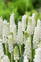 Load image into Gallery viewer, Muscari &#39;Album&#39;
