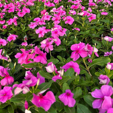 Load image into Gallery viewer, Vinca
