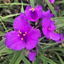 Load image into Gallery viewer, Tradescantia 'Concord Grape'
