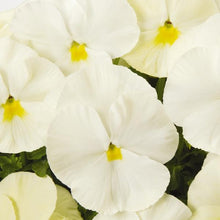 Load image into Gallery viewer, Fall Pansy
