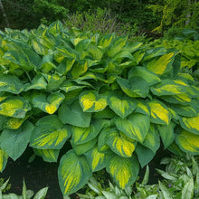 Load image into Gallery viewer, Hosta &#39;Paul&#39;s Glory&#39;
