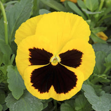 Load image into Gallery viewer, Fall Pansy
