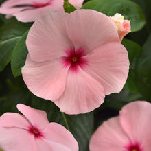 Load image into Gallery viewer, Vinca 6"
