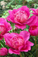 Load image into Gallery viewer, Peony &#39;Bouquet Perfect&#39;
