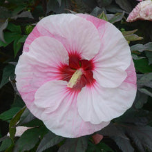 Load image into Gallery viewer, Hibiscus &#39;Perfect Storm&#39;
