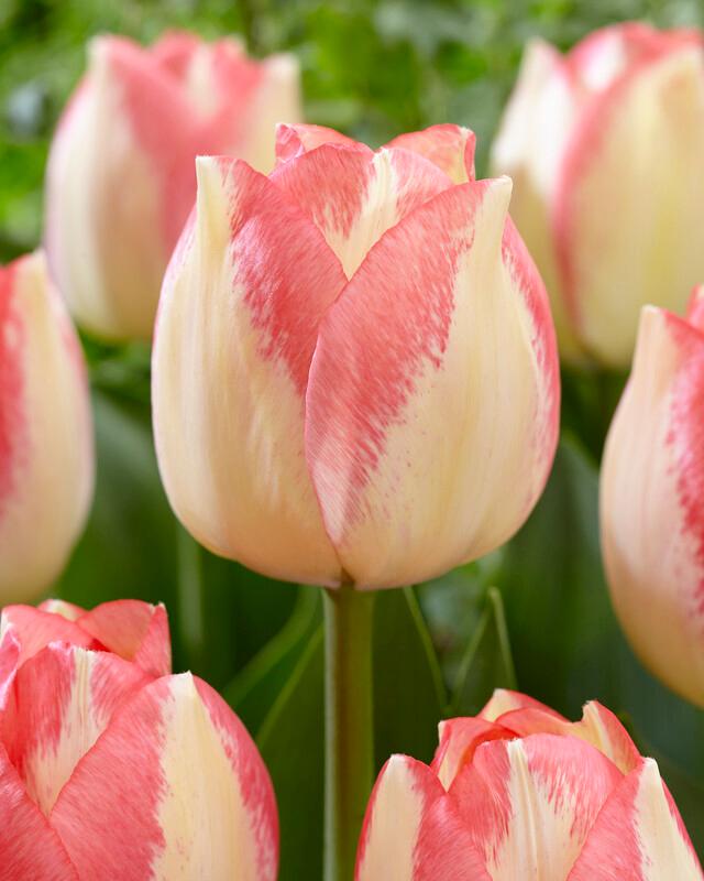 Tulip 'Spryng Sunrise'