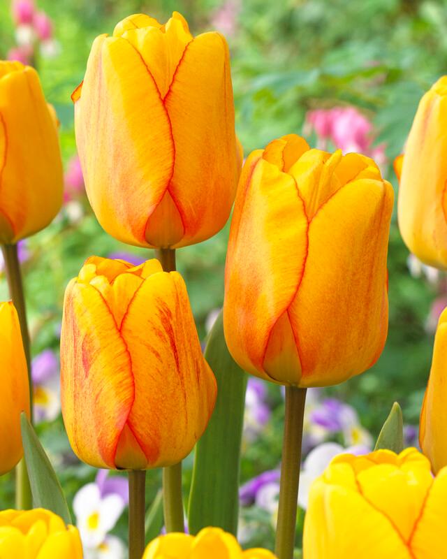 Tulip 'Blushing Apeldoorn'