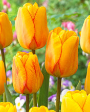 Load image into Gallery viewer, Tulip &#39;Blushing Apeldoorn&#39;
