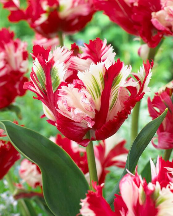 Tulip ‘Estella Rijnveld’