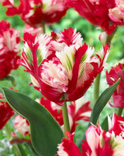Load image into Gallery viewer, Tulip ‘Estella Rijnveld’
