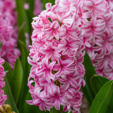 Load image into Gallery viewer, Hyacinth &#39;Pink Pearl&#39;
