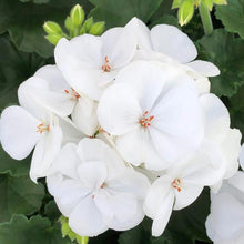Load image into Gallery viewer, Geraniums
