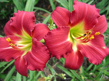 Load image into Gallery viewer, Daylily &#39;Ruby Stella&#39;
