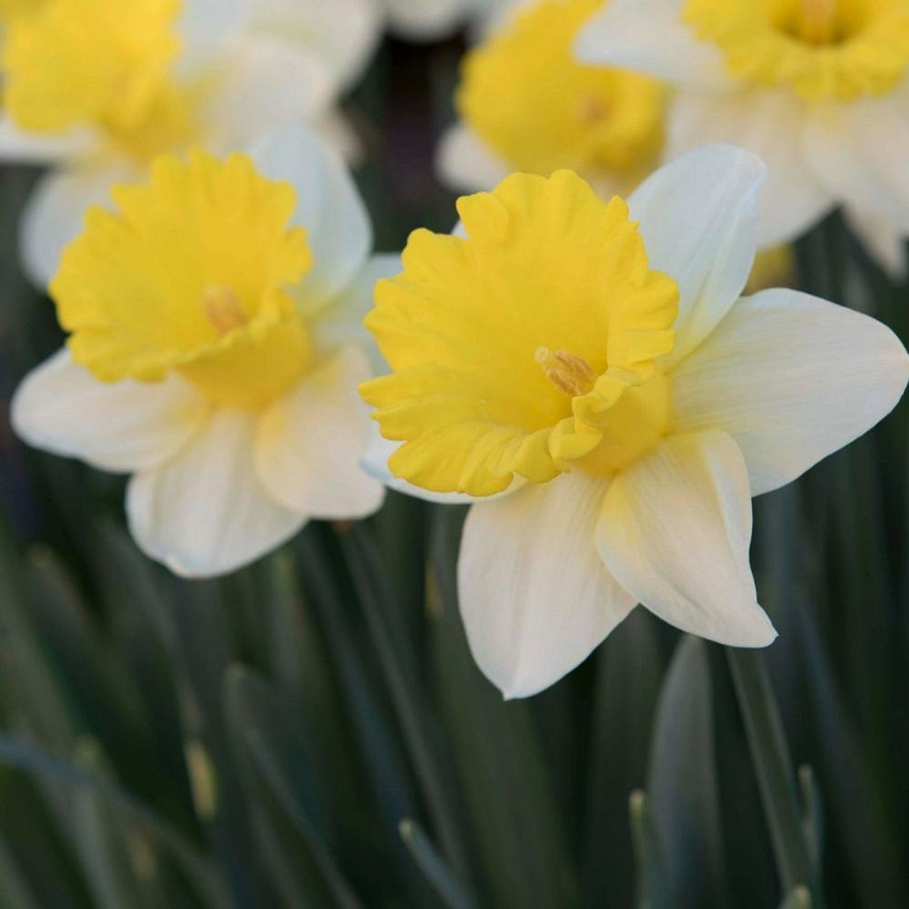 Daffodil 'Goblet'