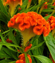 Load image into Gallery viewer, Celosia
