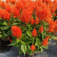 Load image into Gallery viewer, Celosia
