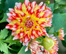 Load image into Gallery viewer, Dahlias
