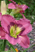 Load image into Gallery viewer, Daylily &#39;Always Afternoon&#39;

