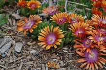 Load image into Gallery viewer, Delosperma &#39;Fire Spinner®&#39;
