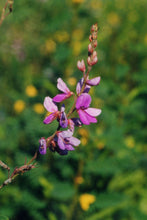 Load image into Gallery viewer, Desmodium canadense (Showy Tick Trefoil)
