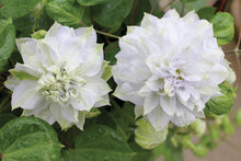Load image into Gallery viewer, Clematis &#39;Diamond Ball&#39;
