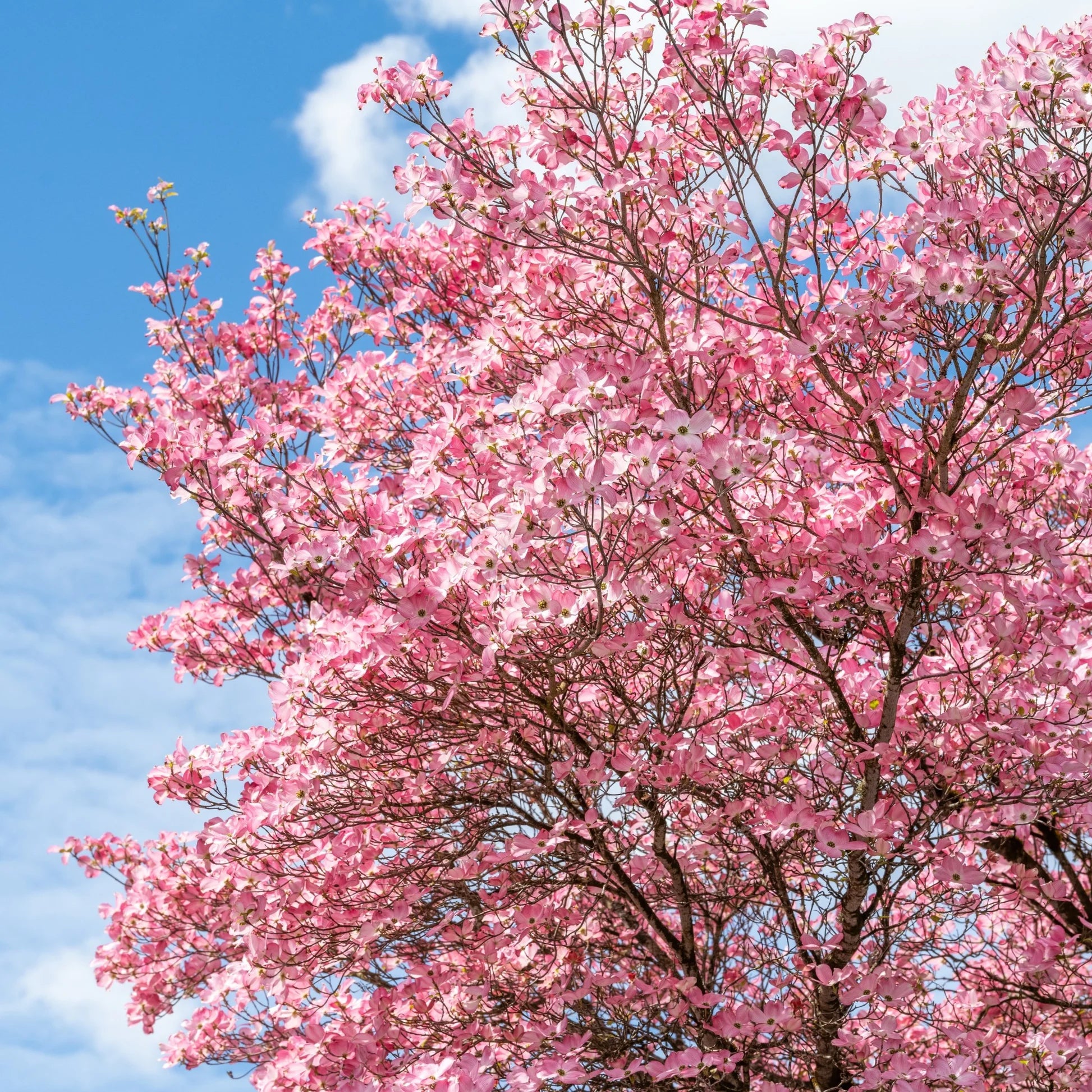 Flowering Dogwood 'Stellar Pink