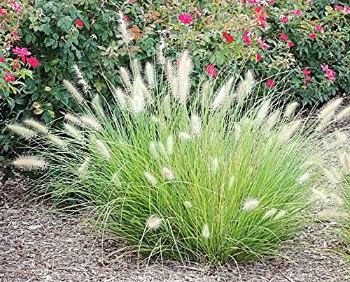 Pennisetum 'Little Bunny'