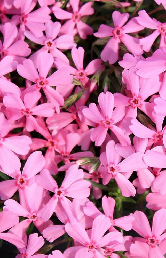Phlox 'Spring Light Pink'