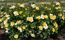 Load image into Gallery viewer, Rose - 'Easy Bee-zy Knock Out®'
