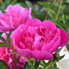 Load image into Gallery viewer, Peony &#39;Easy Lavender&#39;&#39;

