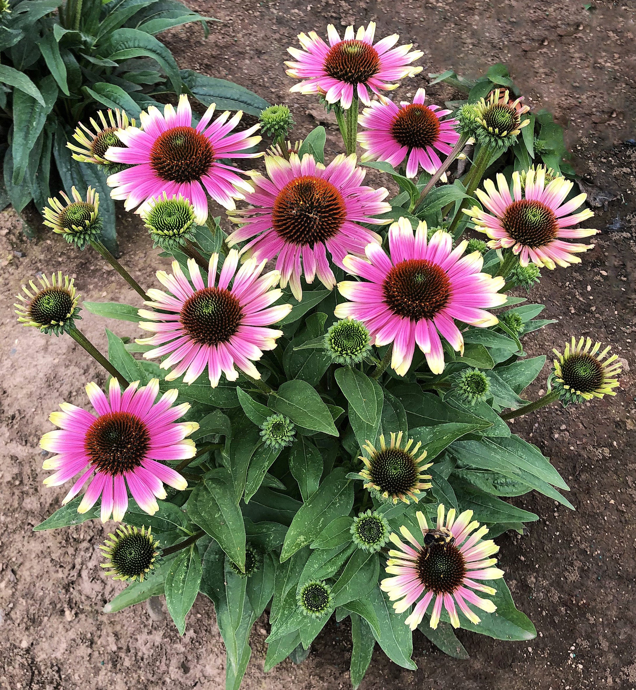 Echinacea 'French Tips'