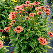 Load image into Gallery viewer, Echinacea &#39;Fresco Apricot&#39;
