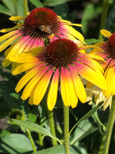 Load image into Gallery viewer, Echinacea &#39;Yellow Rainbow Marcella&#39;
