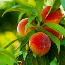 Load image into Gallery viewer, Peach Tree 'Elberta'
