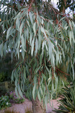 Load image into Gallery viewer, Eucalyptus 'Willow'
