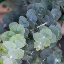 Load image into Gallery viewer, Eucalyptus 'Baby Blue'
