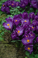 Load image into Gallery viewer, Crocus &#39;Flower Record&#39;

