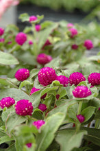 Load image into Gallery viewer, Gomphrena
