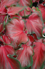 Load image into Gallery viewer, Caladium &#39;Red Frill&#39;
