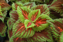 Load image into Gallery viewer, Coleus KONG® Series
