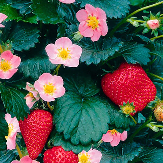 Strawberry 'Berries Galore Pink'