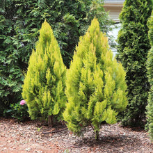 Load image into Gallery viewer, Arborvitae &#39;Forever Goldy&#39;
