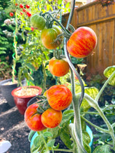 Load image into Gallery viewer, Tomato &#39;Elberta Peach&#39;
