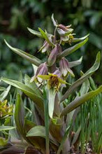 Load image into Gallery viewer, Fritillaria &#39;Green Eyes&#39;
